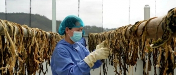 永定菜干上新！400年客家味，自动化生产线守味提质