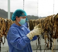 永定菜干上新！400年客家味，自动化生产线守味提质