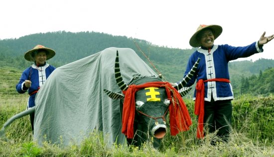 崇义舞春牛，三百余年客家农耕文化的生动传承