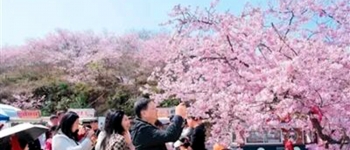 两岸结“樱”缘！三明清流千亩花海见证客家情