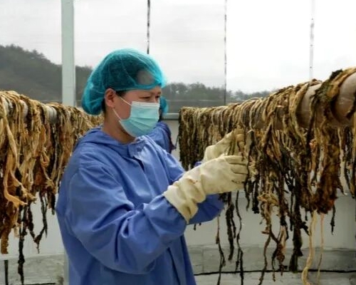 永定菜干上新！400年客家味，自动化生产线守味提质