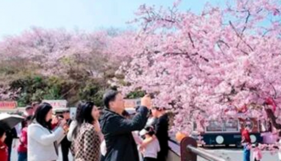两岸结“樱”缘！三明清流千亩花海见证客家情