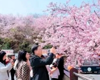 两岸结“樱”缘！三明清流千亩花海见证客家情