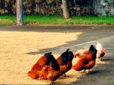 赵文有｜讲得三国来，豆腐做撇一锅