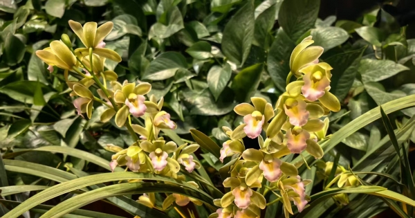 兰花轻吐芬芳摄影