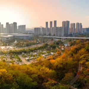 信丰冬日色彩盛宴！油画般的枫叶银杏等你打卡