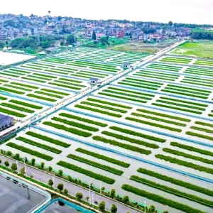 客家味掀国潮！土特产撬动县域经济的文化产业密码