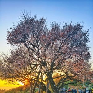 广东树王！梅州潮塘千年宋梅，寒冬绽放暗香浮动