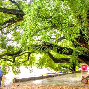 客家古文：失明艺人传唱百年的客家“活态史诗”