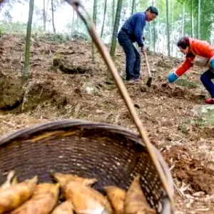 冬日寻味客家山珍：冬笋挖采秘籍与美食全攻略