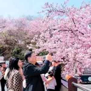 两岸结“樱”缘！三明清流千亩花海见证客家情