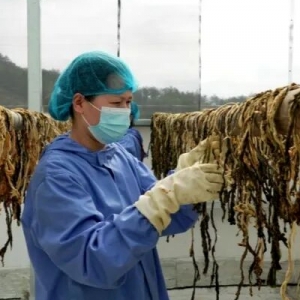 永定菜干上新！400年客家味，自动化生产线守味提质