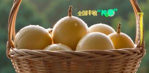 非遗拳韵载果香！武平石家拳亮相央视《丰收集结号》
